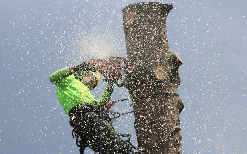 Arborist cutting a tree trunk with a chainsaw